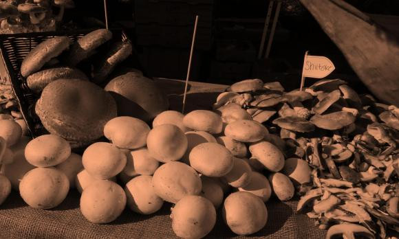 Curs bàsic de cultiu de bolets en ecològic